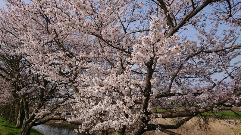 島田川のさくら