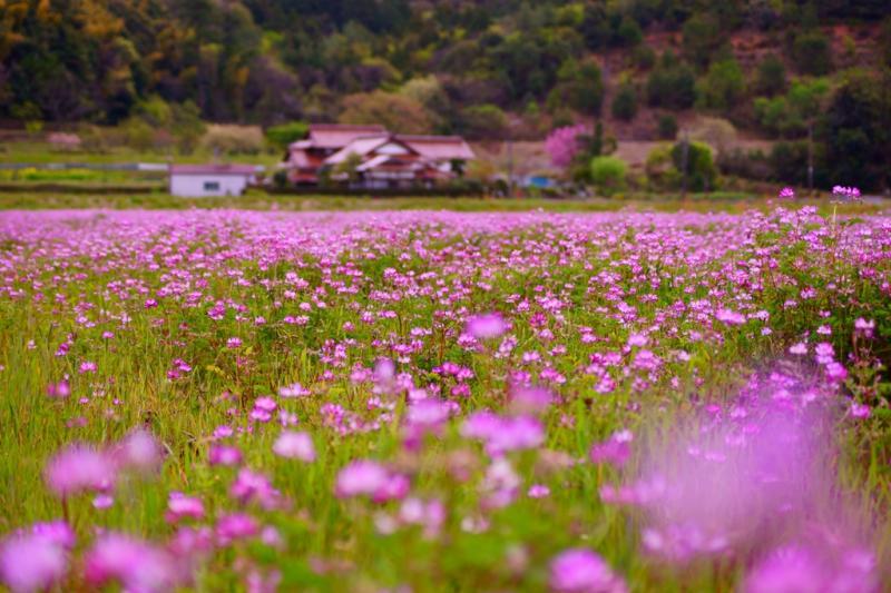 山口市仁保地区1