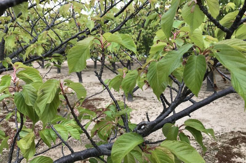 花は桜木、人は武士。維新の地には桜がよく似合います。