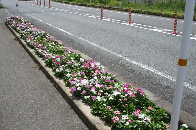 立派な花が咲きました♪