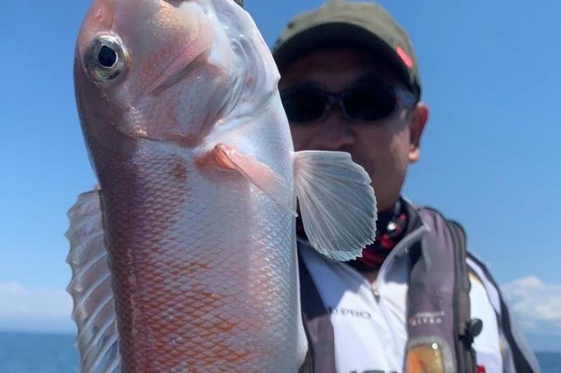 高級魚 しろアマダイ