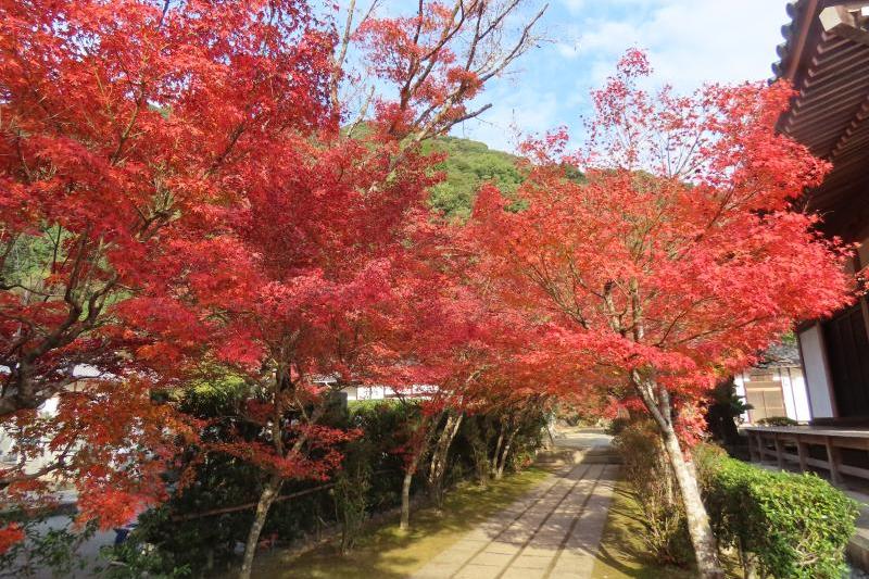 永興寺庭園名物、紅葉ロード