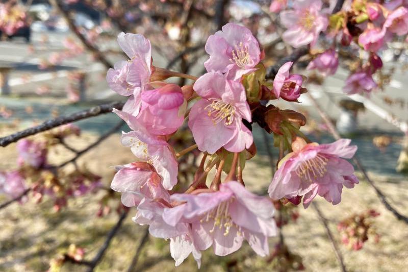 2月27日午前中の様子です。