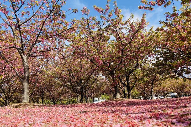 地面に落ちている花びらも綺麗です。