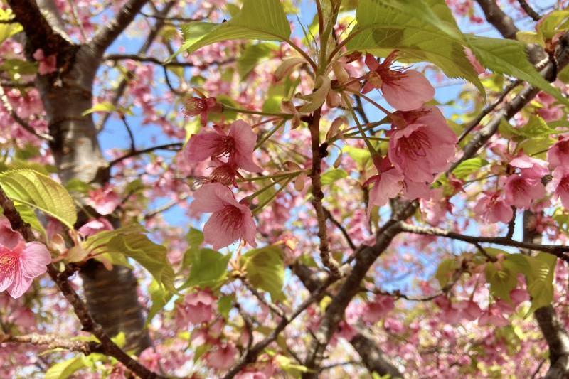 花の色が濃くなり、緑の葉が出てきています。