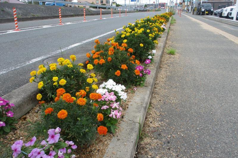 展示場前もキレイに咲いてます！