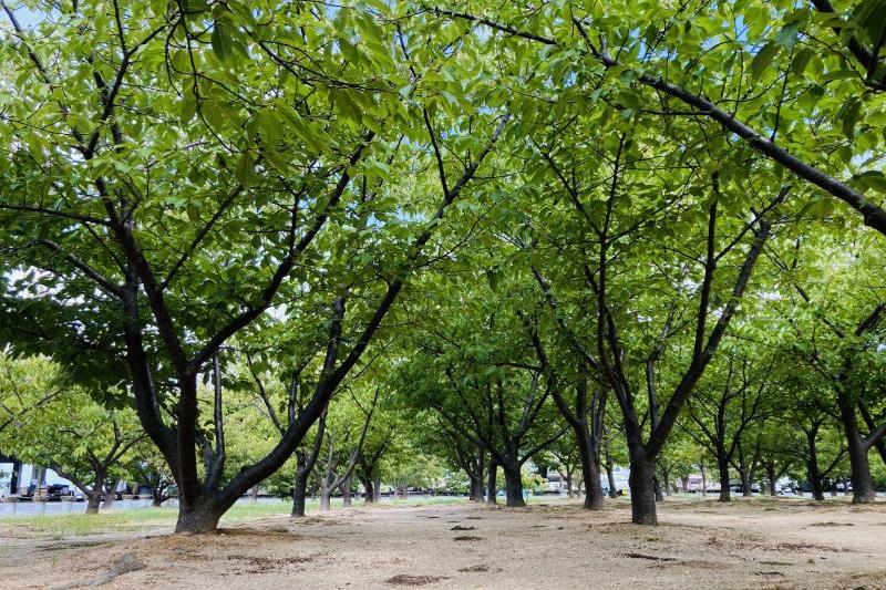 親水公園の河津桜の様子です。