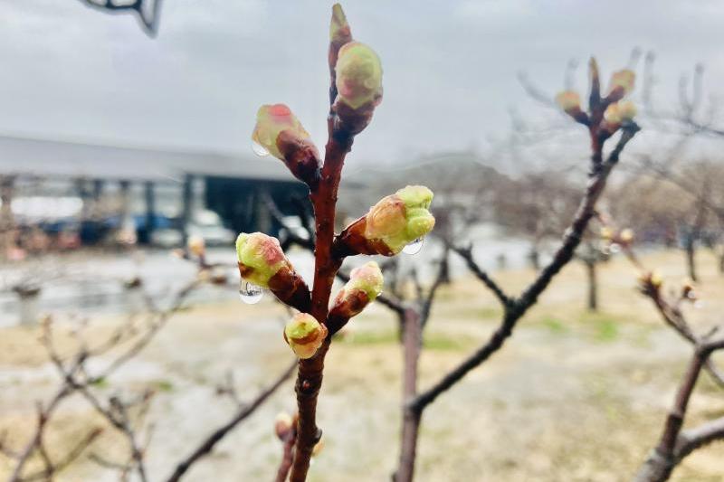 2月4日の立春から桜が咲く頃までに降ると春時雨と呼ぶそうです。