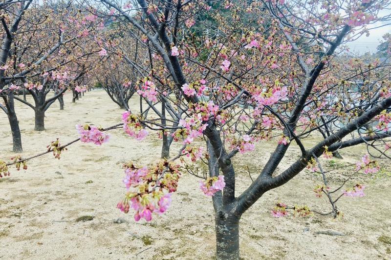 綺麗なピンク色の花を咲かせています。