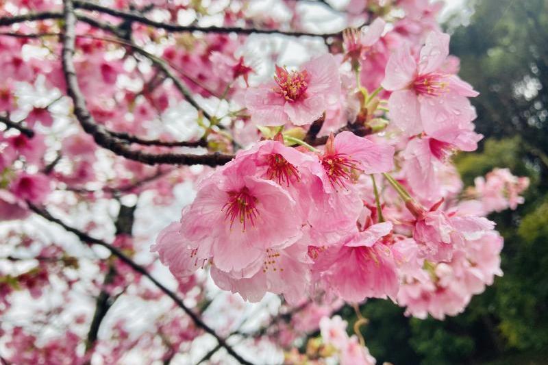 「陽光」には世界の平和を願い「天地に恵みを与える太陽」という意味があるそうです。