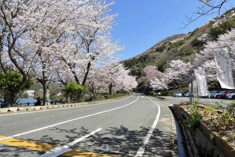 桜満開でした！