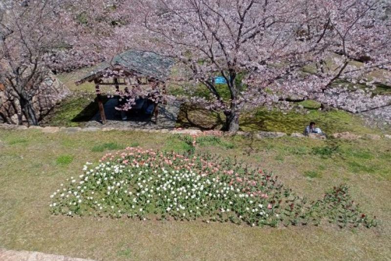 長府外浦の桜