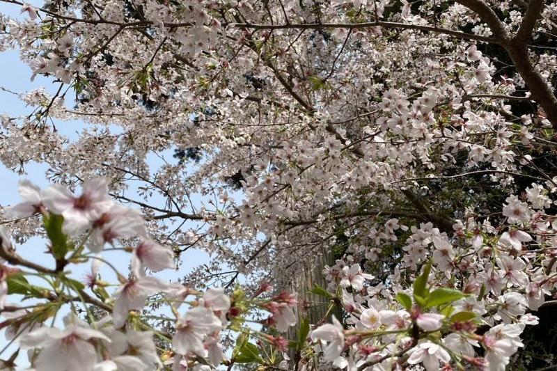 今八幡宮