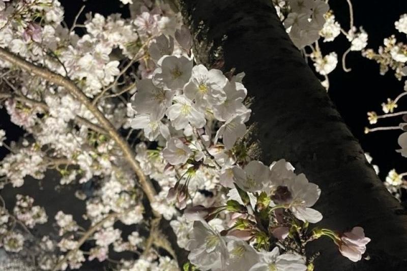 夜桜です