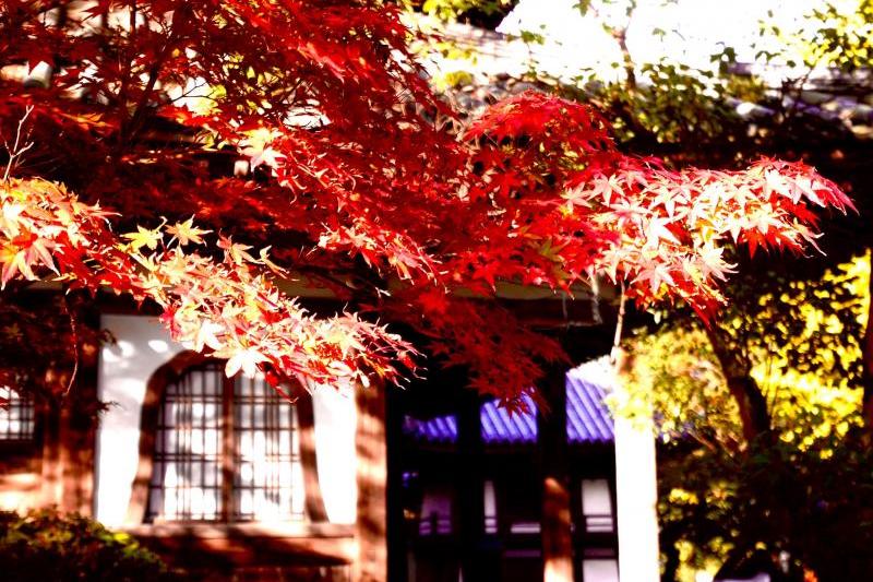 まるでカタログのような美しさ覚苑寺