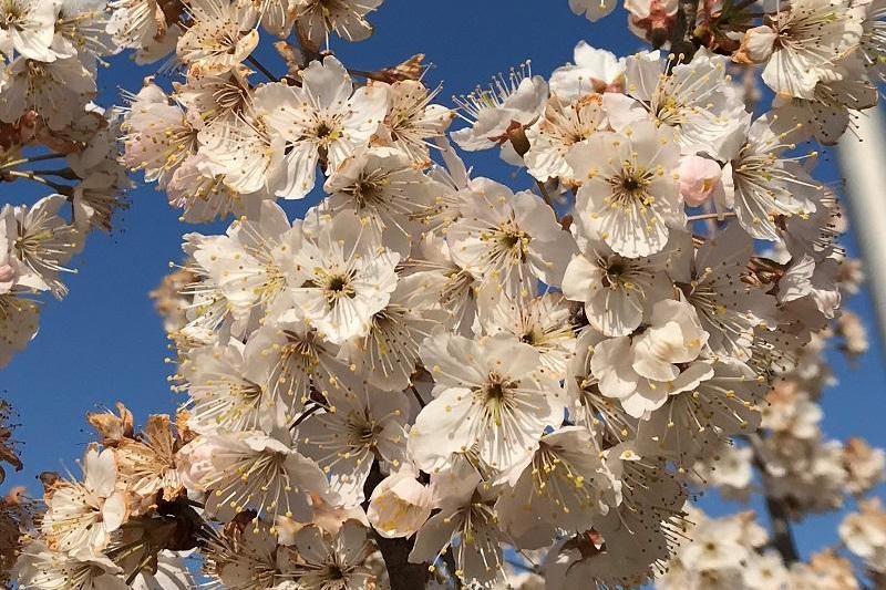 今年の桜もそろそろ見納めでしょうか…