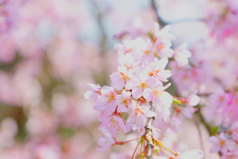 ＃しだれ桜