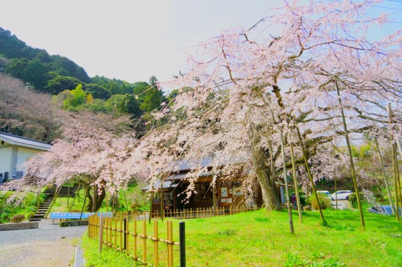＃イトザクラ ＃古木