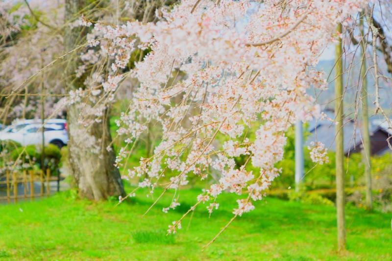 撮影日　2021年3月17日